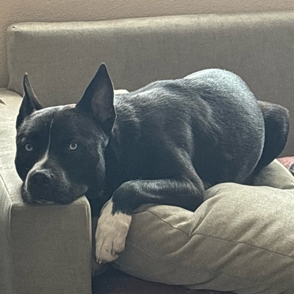 Meet your Posher, Jessica - Picture 5 of 5